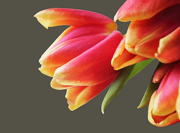 Makrostrauß aus Tulpen — Stockfoto