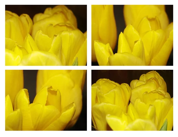 Macro photos of yellow tulips — Stock Photo, Image