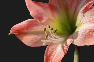 Orange bulbous flower macro clipart