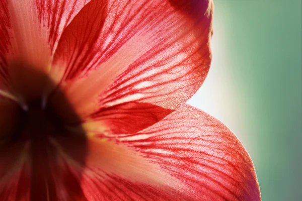 Μακροεντολή πέταλα του λουλουδιού κόκκινο — Φωτογραφία Αρχείου
