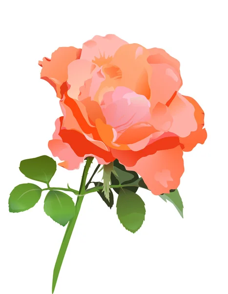 Vector realistic rose — Stock Vector