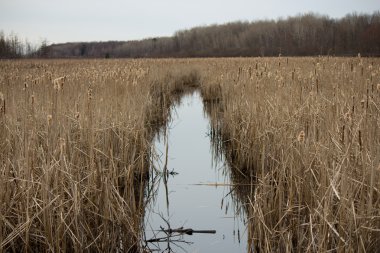 Bulrush plants in a quiet marsh. clipart