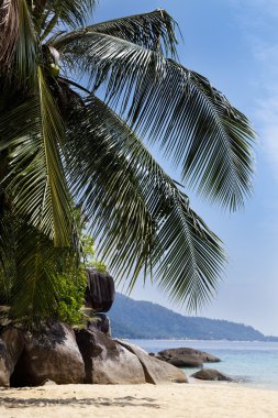 Sahilde palmiye ağacı