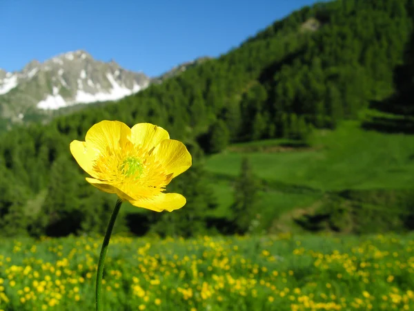 Flowery meadow — Stock Photo, Image