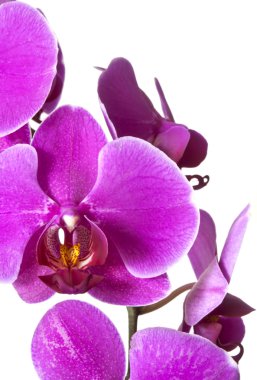 Mor orkideler