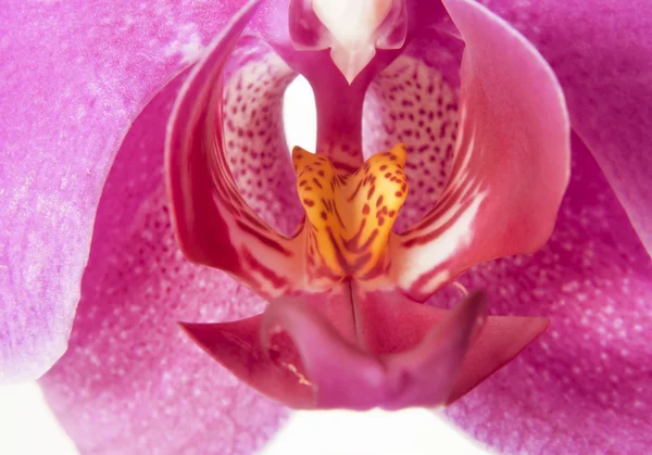 Фіолетовий орхідеї макросу — стокове фото