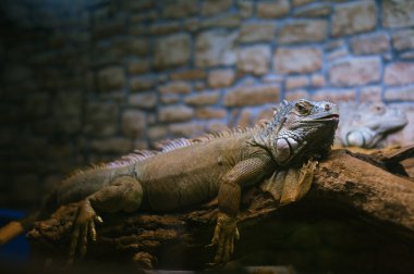 istirahat iguana