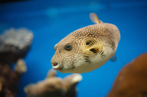 stock image Exotic fish in nature environment