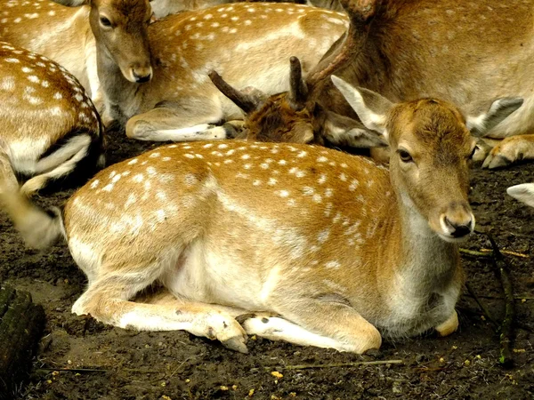 stock image Deer with family