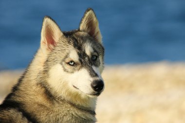 hasky köpek