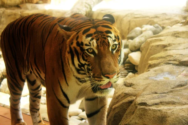 タイガー動物園 — ストック写真