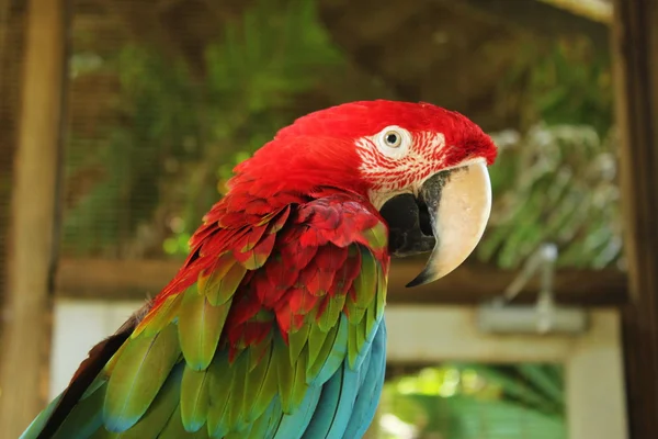 stock image Red Parrot