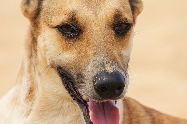 Dog on the beach clipart