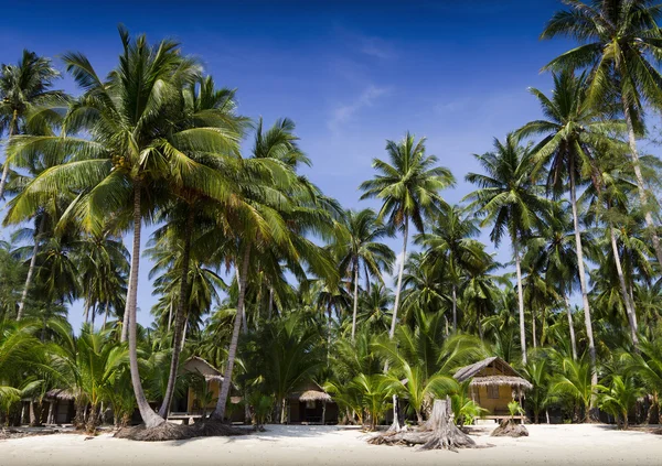 stock image Palmtree and bungalow on the beach