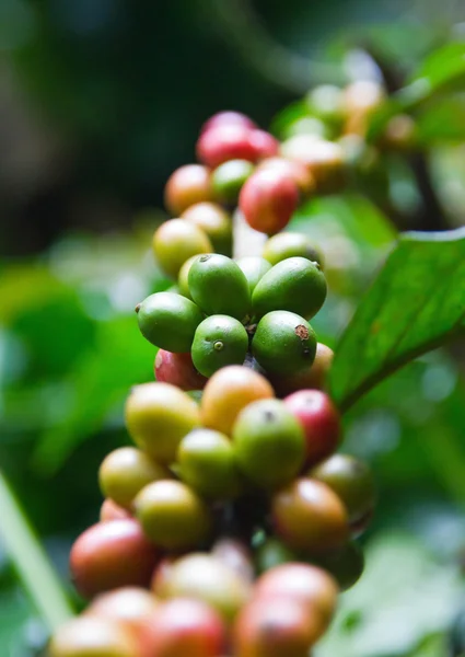 Frijoles de árbol de café Imagen De Stock