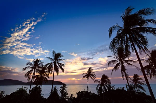 日落时的棕榈树 — 图库照片