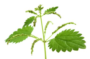 Stinging nettle clipart