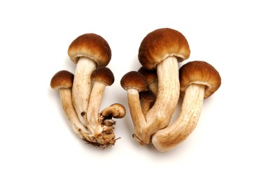 Pioppino Mushrooms clipart