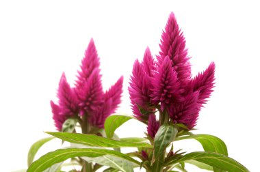 Celosia argentea