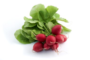 European radish clipart