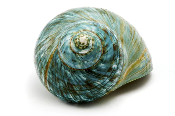 Blue Sea Shell — Stock Photo, Image
