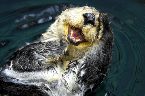 Sea Otter — Stock Photo, Image