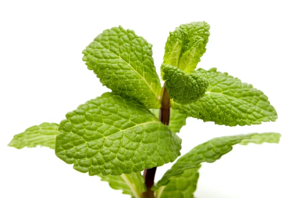 stock image Peppermint