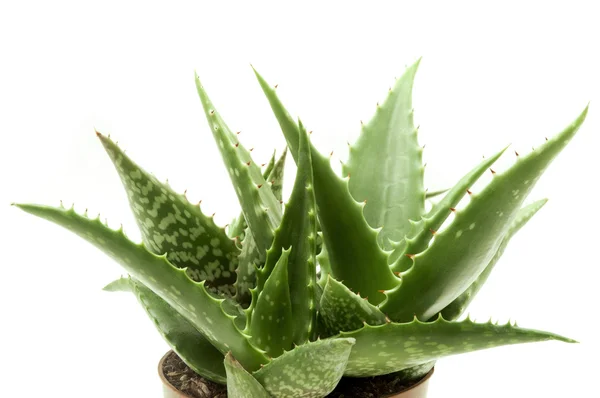 Stock image Aloe vera