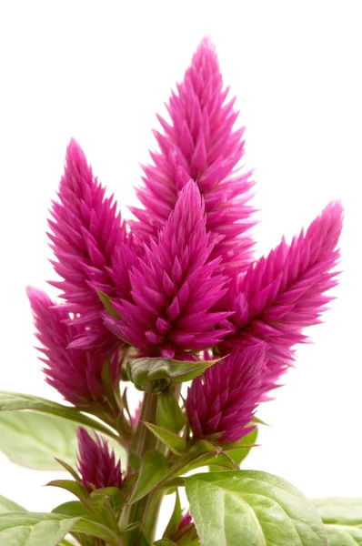 Celosia argentea — Stockfoto