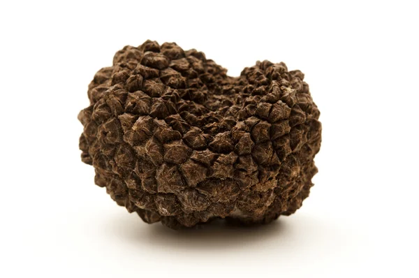Summer truffle — Stock Photo, Image