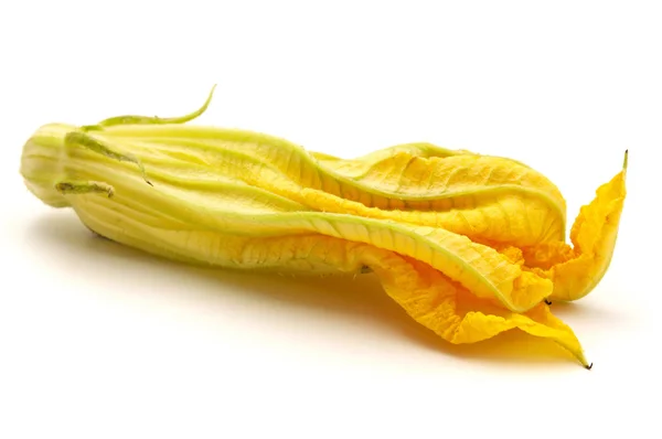 Yellow zucchini flower — Stock Photo, Image