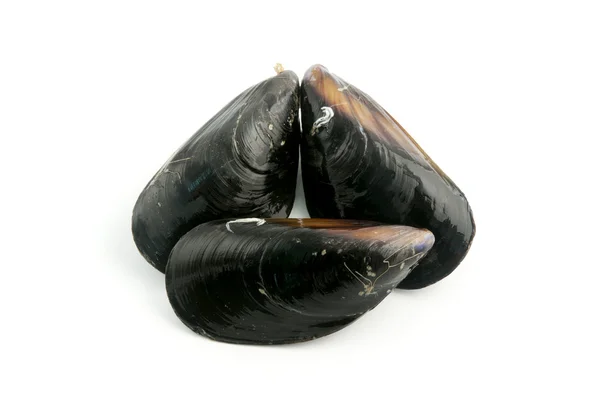 stock image Mediterranean mussels