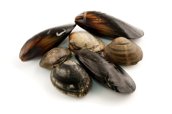 Edibile molluscs — Stock Photo, Image