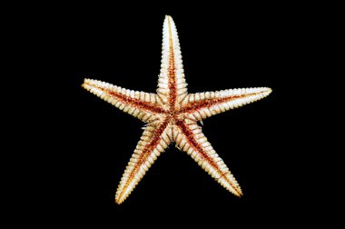 Deniz yıldızı iskelet