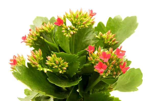 Kalanchoe blossfeldiana — Stock Photo, Image