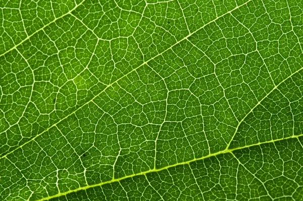 stock image Leaf (macro)