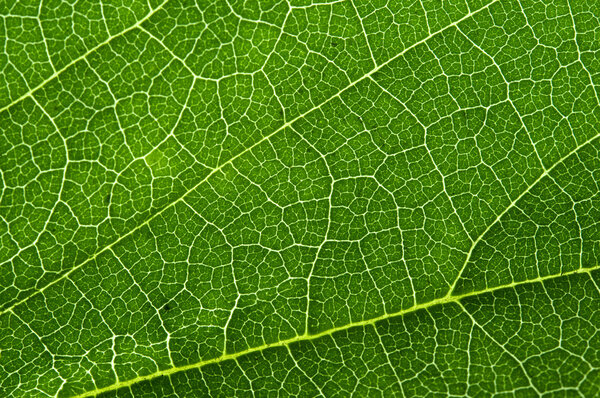 Leaf (macro)