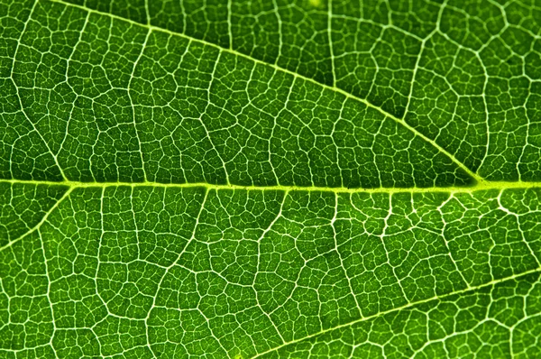 stock image Macro of a Leaf