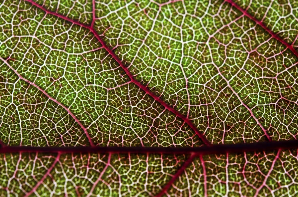 Macro disparo de una hoja — Foto de Stock