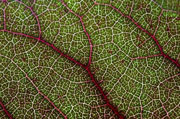 Macro disparo de una hoja — Foto de Stock