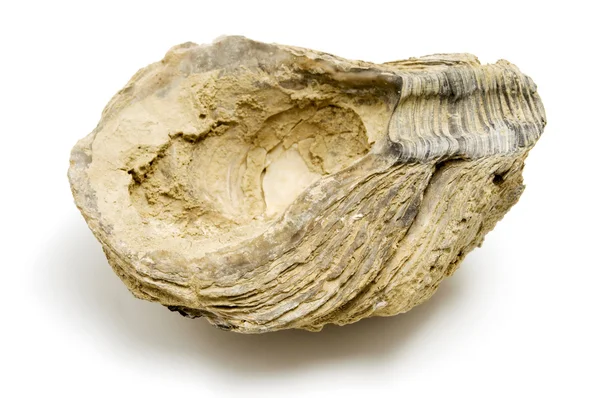Fosilní shell — Stock fotografie
