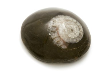 Ammonite fossil clipart