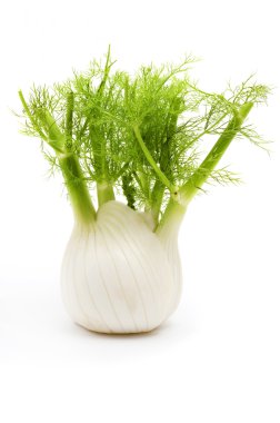 Florence fennel clipart