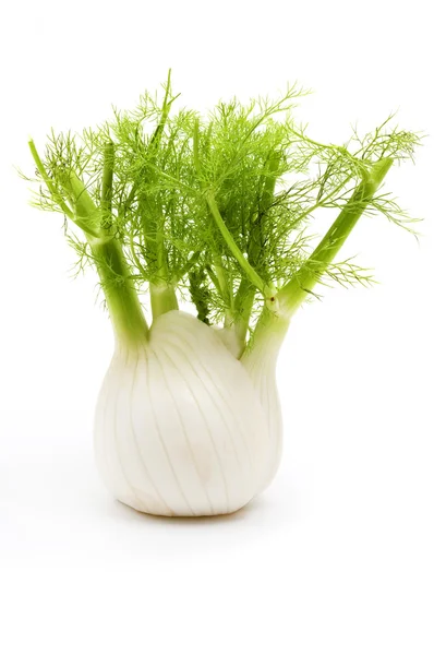 Florence fennel — Stock Photo, Image