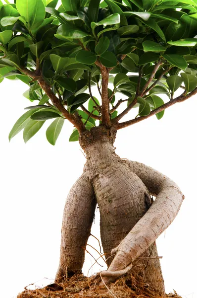 stock image Ficus Ginseng