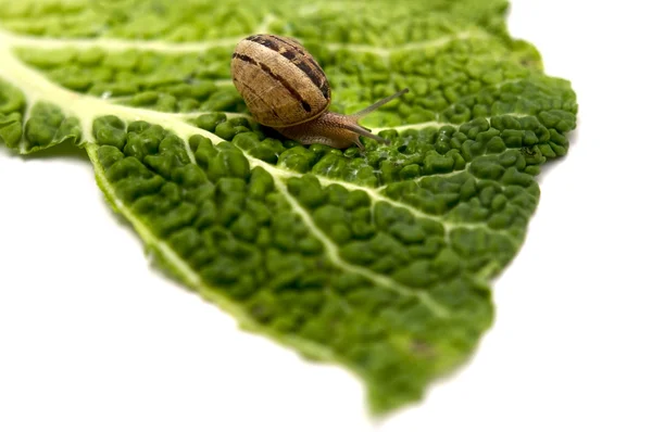 stock image Snail (Helix pomatia)