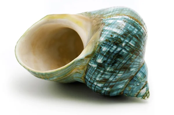 Blue Seashell — Stock Photo, Image