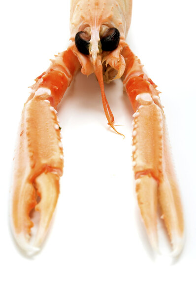 Norway lobster