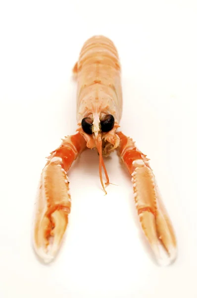 stock image Norway lobster