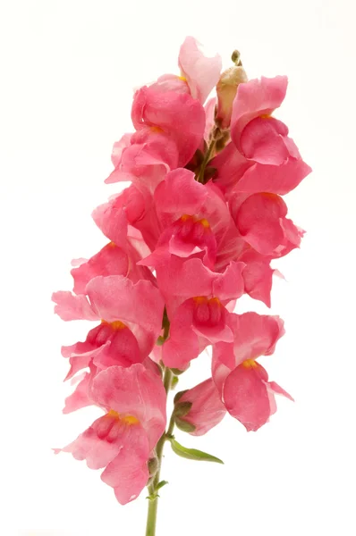 stock image Common Snapdragon